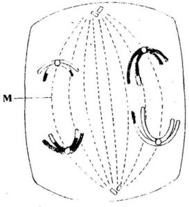 Term 3 Form 3 Biology Exam Paper 2 - FREE KCSE PAST PAPERS